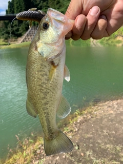 ラージマウスバスの釣果