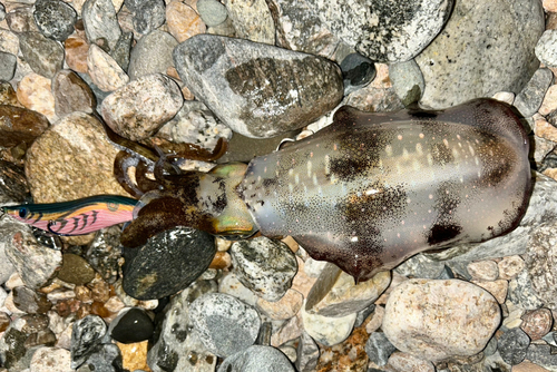 アオリイカの釣果