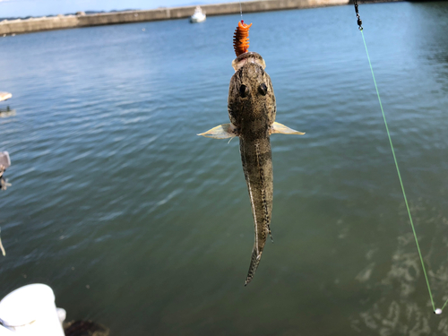 ハゼの釣果