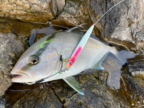 ショゴの釣果