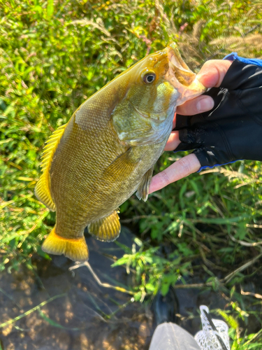 スモールマウスバスの釣果