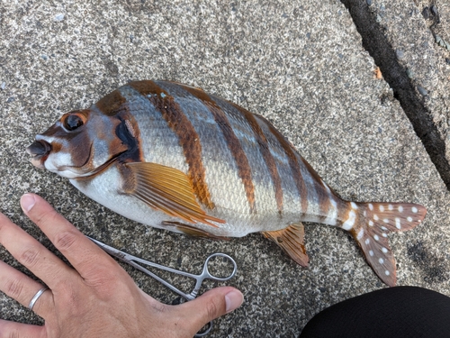 タカノハダイの釣果