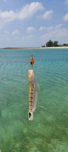 オジサンの釣果