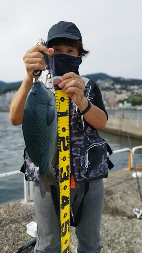 メジナの釣果