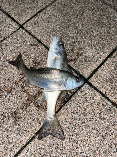 セイゴ（マルスズキ）の釣果