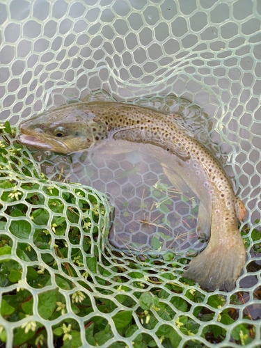 ブラウントラウトの釣果