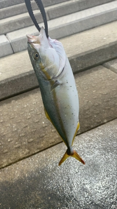 ツバスの釣果