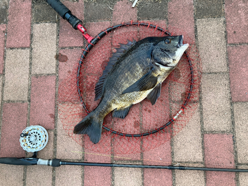 チヌの釣果