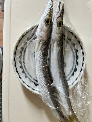 カマスの釣果