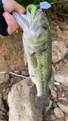 ラージマウスバスの釣果