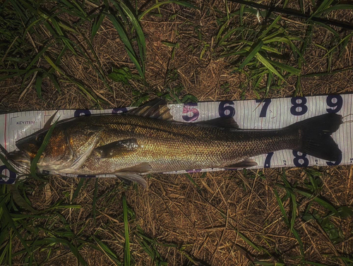 シーバスの釣果