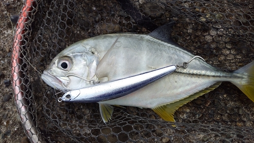 メッキの釣果