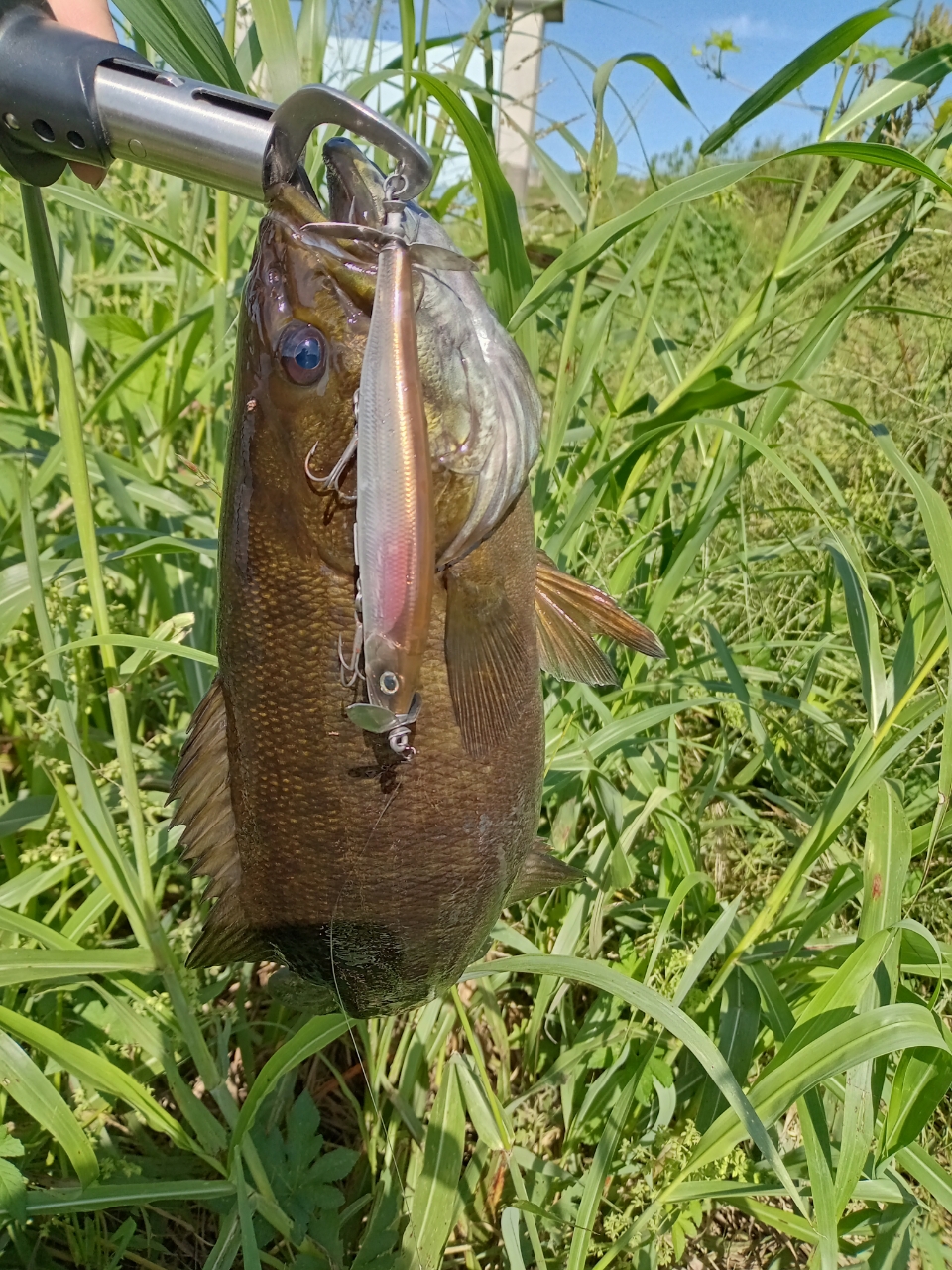 スモールマウスバス