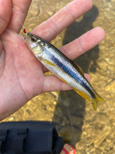 カワムツの釣果