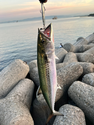 サゴシの釣果