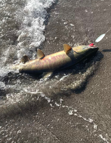 アキアジの釣果