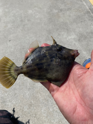 カワハギの釣果