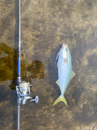 ワカシの釣果