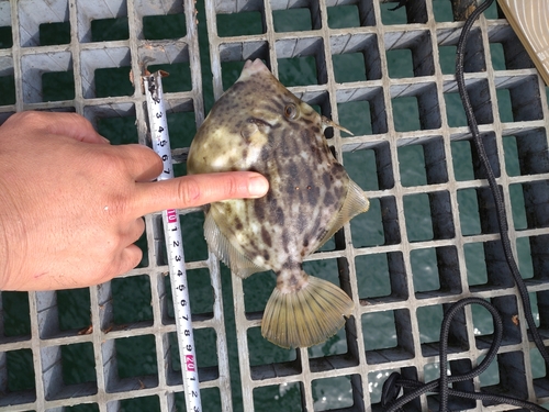 カワハギの釣果