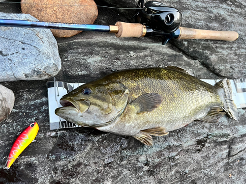 スモールマウスバスの釣果