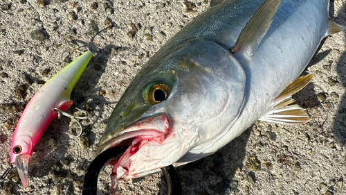 ツバスの釣果