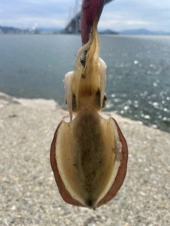 カミナリイカの釣果