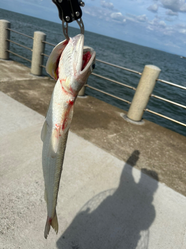 エソの釣果