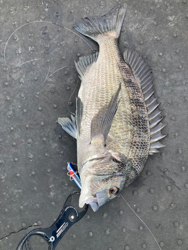 チヌの釣果