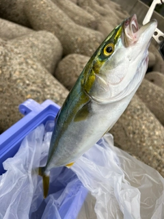 ツバスの釣果