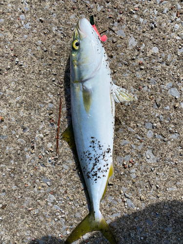 イナダの釣果