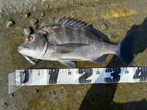 クロダイの釣果