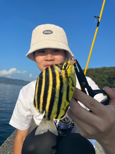 カゴカキダイの釣果