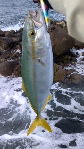 イナダの釣果