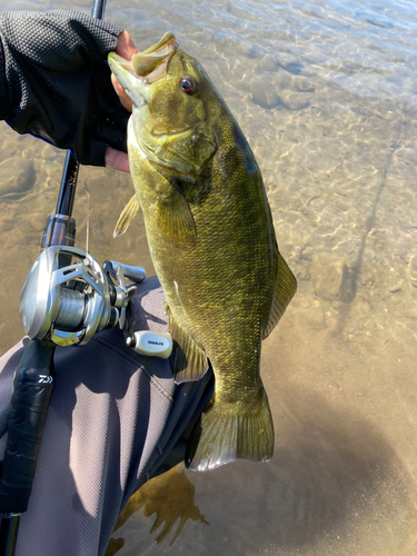 スモールマウスバスの釣果