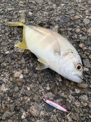 メッキの釣果