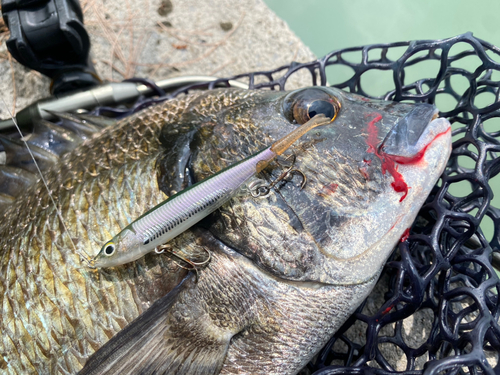 ミナミクロダイの釣果