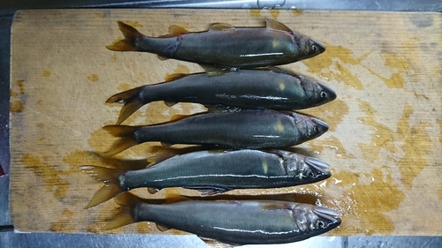 アユの釣果