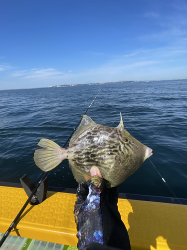 カワハギの釣果