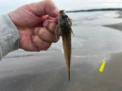 メゴチの釣果