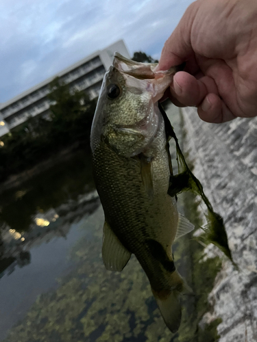 ラージマウスバスの釣果