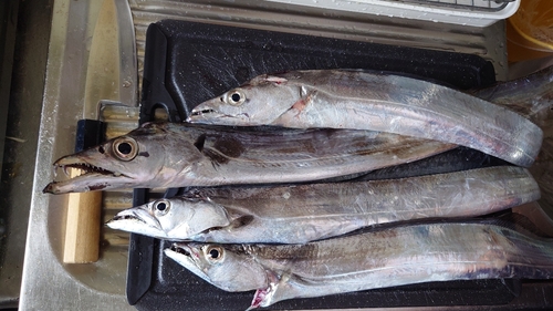 タチウオの釣果