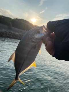 メッキの釣果