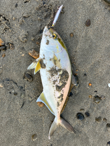 ショゴの釣果