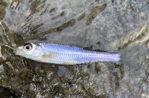 ニゴイの釣果