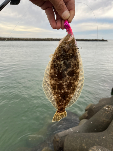 ソゲの釣果