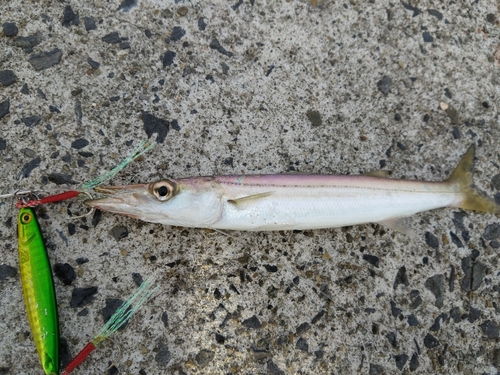 カマスの釣果