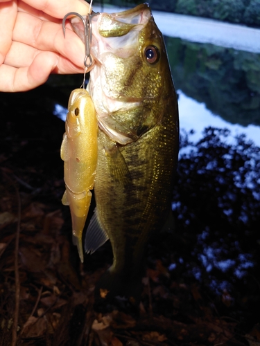 ブラックバスの釣果