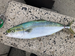 ハマチの釣果