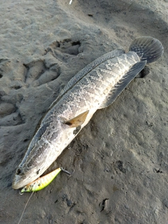 ライギョの釣果