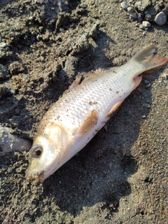 コイの釣果